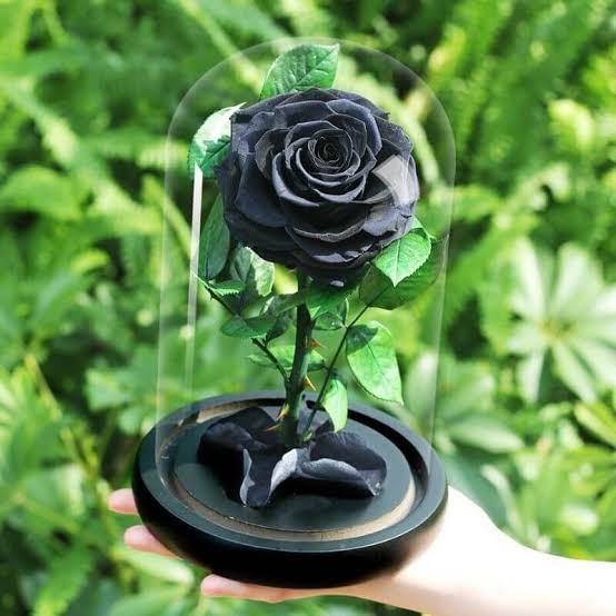 Rose Éternelle Noire sous Cloche